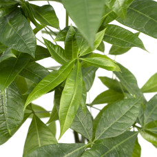 Meergroothandel Pachira Aquatica (Geldbaum) - 50 cm, Ø14 cm