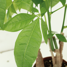 Meergroothandel Pachira Aquatica (Geldbaum) 2er Set - 50 cm, Ø14 cm