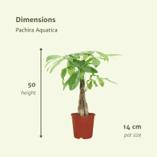 Meergroothandel Pachira Aquatica (Geldbaum) 2er Set - 50 cm, Ø14 cm