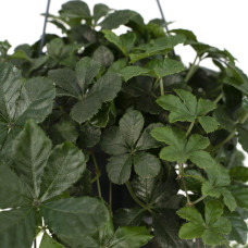 Meergroothandel Parthenocissus Striatha Hang - 15 cm, Ø15 cm
