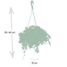 Meergroothandel Parthenocissus Striatha Hang - 15 cm, Ø15 cm