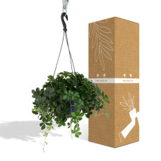 Meergroothandel Parthenocissus Striatha Hang - 15 cm, Ø15 cm