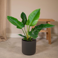 Meergroothandel Philodendron Imperial Green - 65 cm, Ø 19 cm