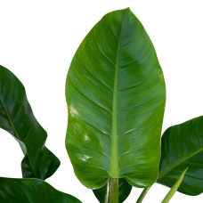 Meergroothandel Philodendron Imperial Green - 65 cm, Ø 19 cm