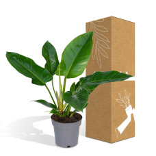 Meergroothandel Philodendron Imperial Green - 65 cm, Ø 19 cm