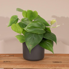 Meergroothandel Philodendron Scandens - 15 cm, Ø 12 cm