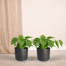 Meergroothandel Philodendron Scandens 2er Set - 5 cm, Ø 12 cm