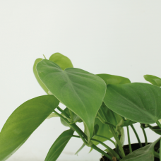 Meergroothandel Philodendron Scandens 2er Set - 5 cm, Ø 12 cm