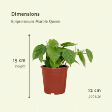 Meergroothandel Philodendron Scandens 2er Set - 5 cm, Ø 12 cm