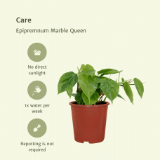 Meergroothandel Philodendron Scandens 2er Set - 5 cm, Ø 12 cm