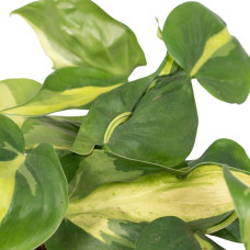 Meergroothandel Philodendron Scandens Brasil - 15 cm, Ø 12 cm