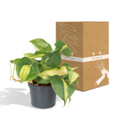 Meergroothandel Philodendron Scandens Brasil - 15 cm, Ø 12 cm
