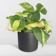 Meergroothandel Philodendron Scandens Brasil - 15 cm, Ø 12 cm
