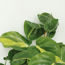 Meergroothandel Philodendron Scandens Brasil 4er Set - 5 cm, Ø 12 cm