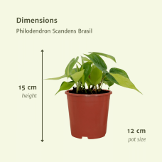 Meergroothandel Philodendron Scandens Brasil 4er Set - 5 cm, Ø 12 cm