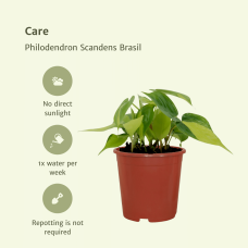 Meergroothandel Philodendron Scandens Brasil 4er Set - 5 cm, Ø 12 cm