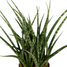 Meergroothandel Sansevieria Fernwood Punk (Frauenzunge) - 30 cm, Ø12 cm