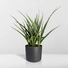 Meergroothandel Sansevieria Fernwood Punk (Frauenzunge) - 30 cm, Ø12 cm