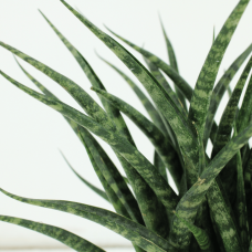 Meergroothandel Sansevieria Fernwood Punk (Frauenzunge) 2er Set - 30 cm, Ø12 cm