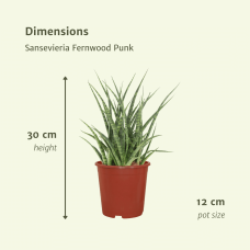 Meergroothandel Sansevieria Fernwood Punk (Frauenzunge) 2er Set - 30 cm, Ø12 cm
