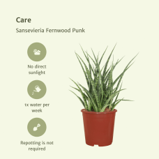 Meergroothandel Sansevieria Fernwood Punk (Frauenzunge) 2er Set - 30 cm, Ø12 cm