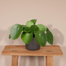 Meergroothandel Pilea Peperomiodes (Pfannkuchenpflanze) - 20 cm, Ø12 cm