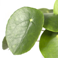 Meergroothandel Pilea Peperomiodes (Pfannkuchenpflanze) - 20 cm, Ø12 cm