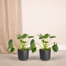 Meergroothandel Pilea Peperomiodes (Pfannkuchenpflanze) 2er Set - 20 cm, Ø12 cm