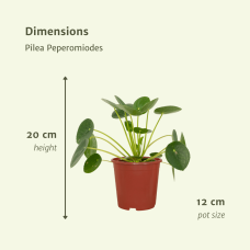 Meergroothandel Pilea Peperomiodes (Pfannkuchenpflanze) 2er Set - 20 cm, Ø12 cm