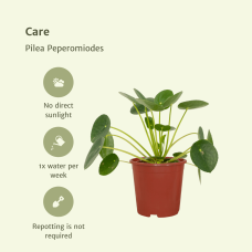 Meergroothandel Pilea Peperomiodes (Pfannkuchenpflanze) 2er Set - 20 cm, Ø12 cm