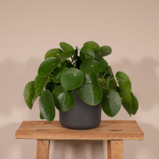 Meergroothandel Pilea Peperomiodes (Pfannkuchenpflanze) - 25 cm, Ø15 cm