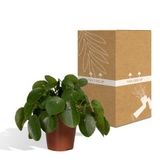 Meergroothandel Pilea Peperomiodes (Pfannkuchenpflanze) - 25 cm, Ø15 cm