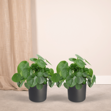 Meergroothandel Pilea Peperomiodes (Pfannkuchenpflanze) 2er Set - 25 cm, Ø15 cm