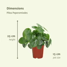 Meergroothandel Pilea Peperomiodes (Pfannkuchenpflanze) 2er Set - 25 cm, Ø15 cm