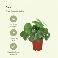 Meergroothandel Pilea Peperomiodes (Pfannkuchenpflanze) 2er Set - 25 cm, Ø15 cm