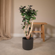 Meergroothandel Fargesia-Bambus Aralia - 90 cm, Ø24 cm