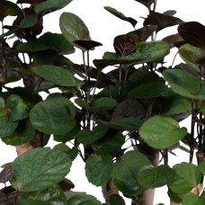 Meergroothandel Fargesia-Bambus Aralia - 90 cm, Ø24 cm