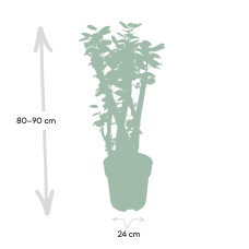 Meergroothandel Fargesia-Bambus Aralia - 90 cm, Ø24 cm