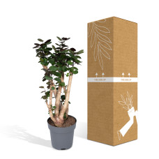 Meergroothandel Fargesia-Bambus Aralia - 90 cm, Ø24 cm