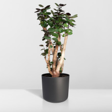 Meergroothandel Fargesia-Bambus Aralia - 90 cm, Ø24 cm