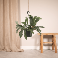 Meergroothandel Platycerium Netherlands (Hirschhornfarn) Hang - 30 cm, Ø17 cm