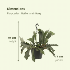 Meergroothandel Platycerium Netherlands (Hirschhornfarn) Hang - 30 cm, Ø17 cm