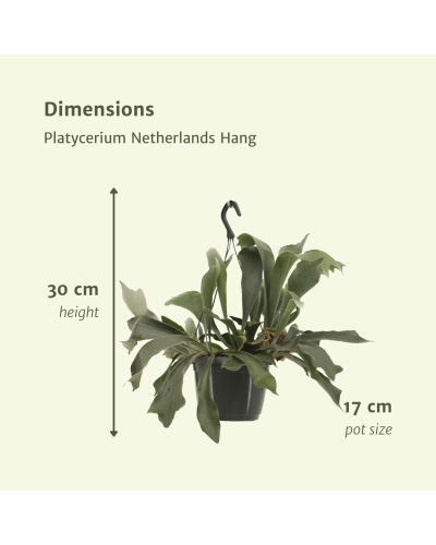Meergroothandel Platycerium Netherlands (Hirschhornfarn) Hang - 30 cm, Ø17 cm