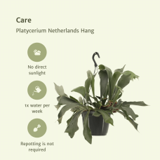 Meergroothandel Platycerium Netherlands (Hirschhornfarn) Hang - 30 cm, Ø17 cm