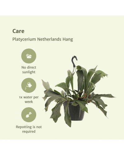 Meergroothandel Platycerium Netherlands (Hirschhornfarn) Hang - 30 cm, Ø17 cm