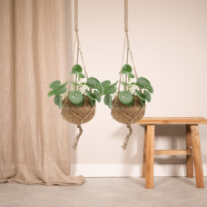 Meergroothandel Kokodama Pilea Peperomiodes (Pfannkuchenpflanze) 2er Set - 20 cm, Ø15 cm