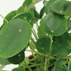 Meergroothandel Kokodama Pilea Peperomiodes (Pfannkuchenpflanze) 2er Set - 20 cm, Ø15 cm