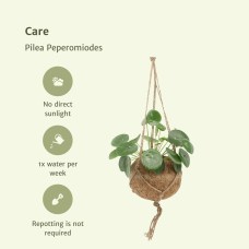 Meergroothandel Kokodama Pilea Peperomiodes (Pfannkuchenpflanze) 2er Set - 20 cm, Ø15 cm