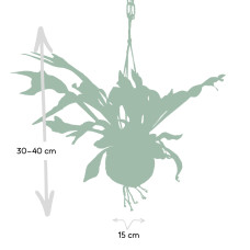 Meergroothandel Kokodama Platycerium (Hirschhornfarn) Hang - 35 cm, Ø15 cm