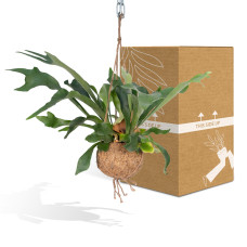 Meergroothandel Kokodama Platycerium (Hirschhornfarn) Hang - 35 cm, Ø15 cm